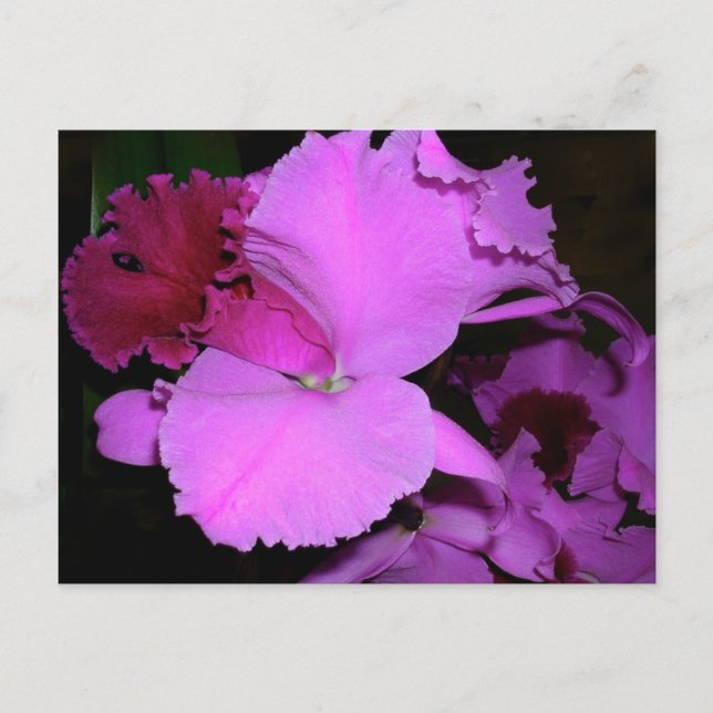 Carte Postale Orchidée (Devant)