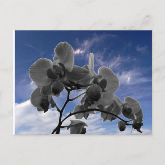 Carte Postale Orchidée