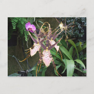 Carte Postale Orchidée