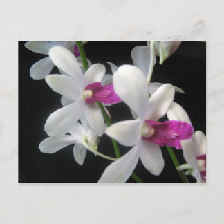 Carte Postale Orchidée 1