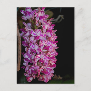 Carte Postale Orchidée à point de thé Rhynchostylis gigantea