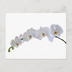 Carte Postale Orchidée blanche