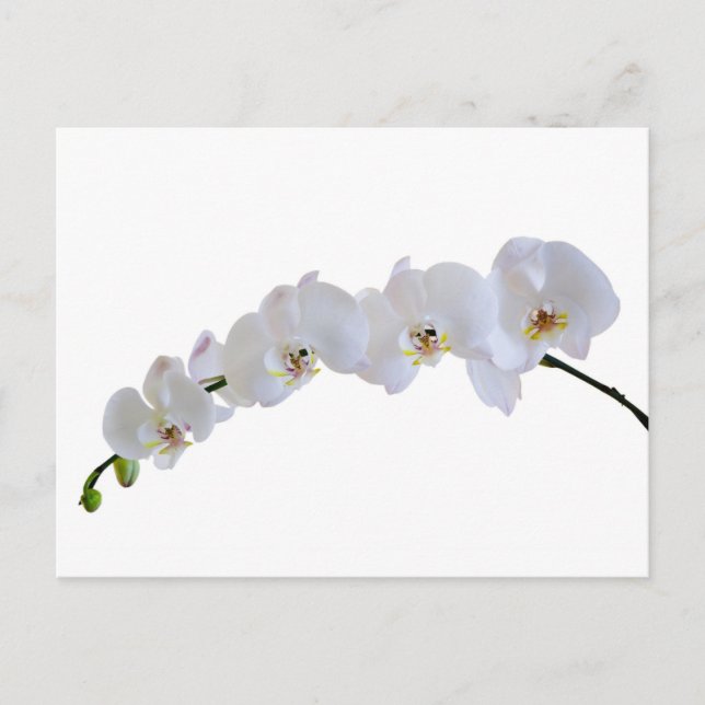 Carte Postale Orchidée blanche (Devant)