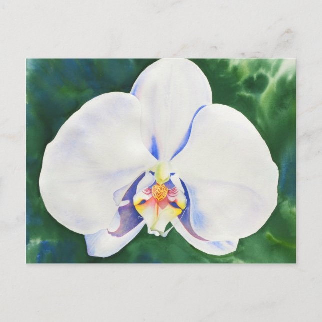 Carte Postale Orchidée blanche (Devant)