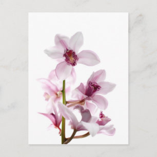 Carte Postale Orchidée blanche et rose