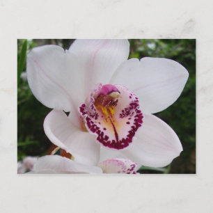 Carte Postale Orchidée Blanche I Belle Fleur Tropicale