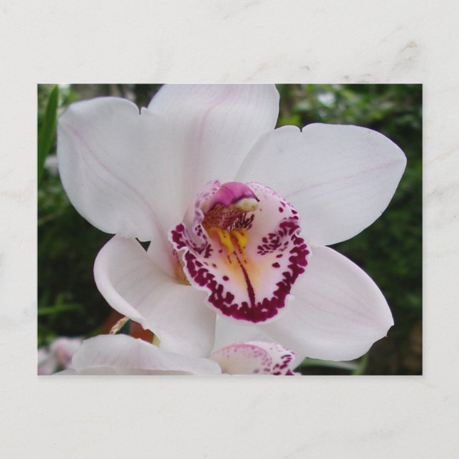 Carte Postale Orchidée Blanche I Belle Fleur Tropicale (Devant)