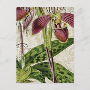 Carte Postale orchidée botanique tropicale française romantique