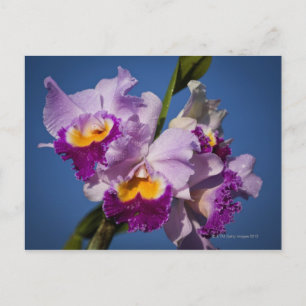 Carte Postale Orchidée Cattleya Hybride Avec Océan Pacifique