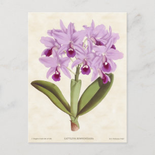 Carte Postale Orchidée de Cattleya violet clair Vintage Botaniqu