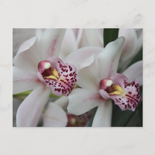 Carte Postale Orchidée de Cymbidium (Devant)