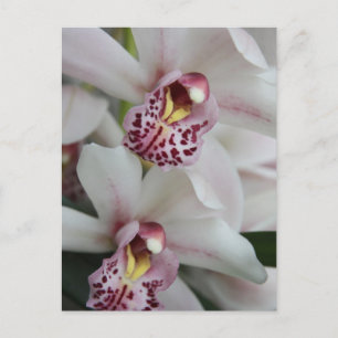 Carte Postale Orchidée de Cymbidium