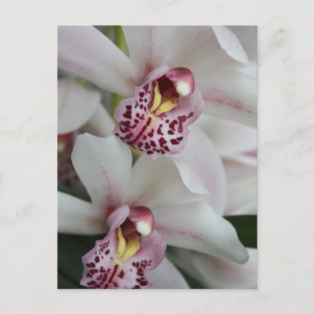 Carte Postale Orchidée de Cymbidium (Devant)