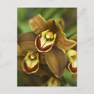Carte Postale Orchidée de Cymbidium