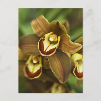 Carte Postale Orchidée de Cymbidium