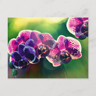 Carte Postale Orchidée de Dayspring