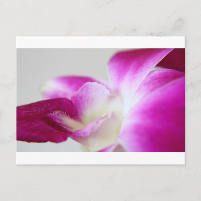 Carte Postale Orchidée de Dendrobium (Devant)