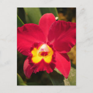 Carte Postale Orchidée de feu