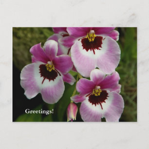 Carte postale - Orchidée de Pansy