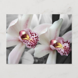 Carte Postale Orchidée du feu