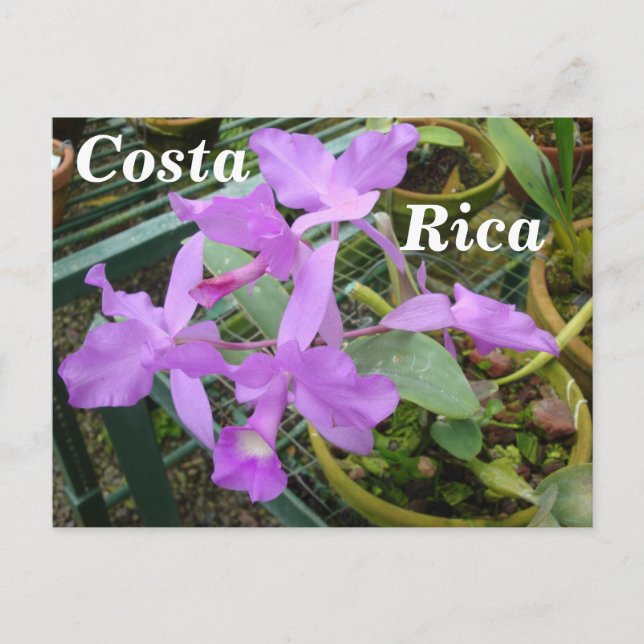 Carte Postale Orchidée — Fleur nationale du Costa Rica (Devant)