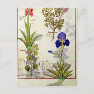 Carte Postale Orchidée & Fumitoire ou Coeur saignant Hedera & Ir