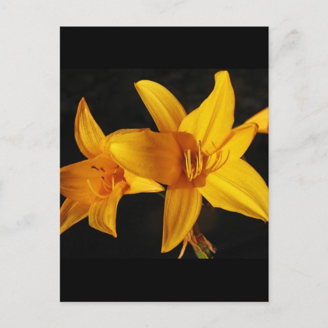 Carte Postale Orchidée jaune (Devant)