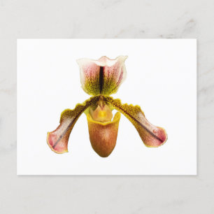 Carte Postale Orchidée jaune