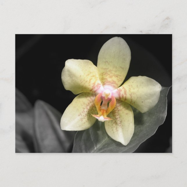 Carte Postale Orchidée jaune clair (Devant)