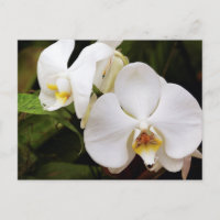 Orchidée Lune Blanche (Phalaenopsis Aphrodite)