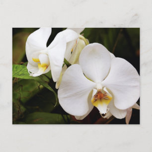 Carte Postale Orchidée Lune Blanche (Phalaenopsis Aphrodite)