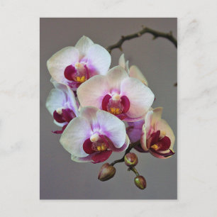 Carte Postale Orchidée miniature