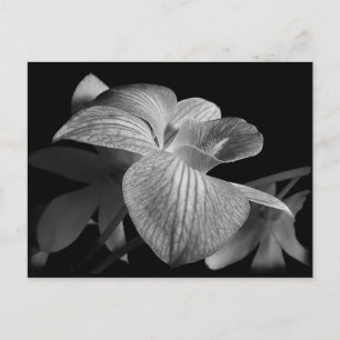 Carte postale Orchidée noire et blanche