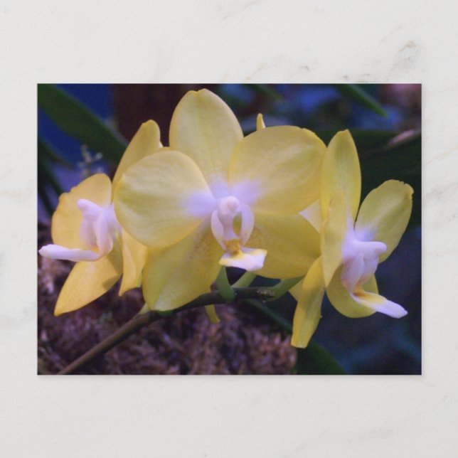 Carte Postale Orchidée papillon Phalaenopsis (Devant)
