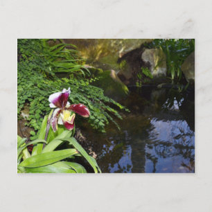 Carte Postale Orchidée par l'eau