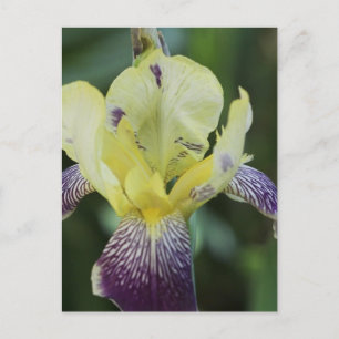 Carte postale Orchidée rare