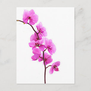 Carte Postale "Orchidée rose"