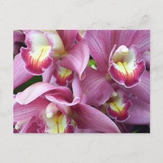Carte postale Orchidée rose