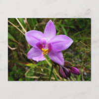 Orchidée sauvage violette Fleur tropicale