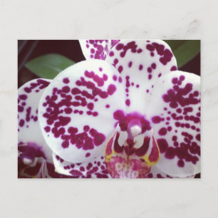 Carte postale orchidée tachetée