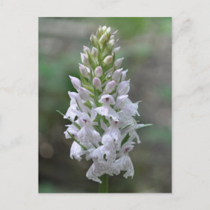 Carte Postale Orchidée tachetée rose sauvage
