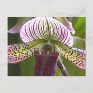 Carte postale orchidée unique