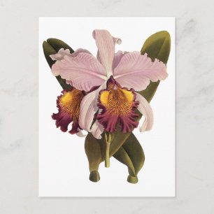 Carte Postale Orchidée vintage violette Cattleya, Fleurs tropica