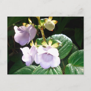 Carte Postale Orchidée violette de Fidji