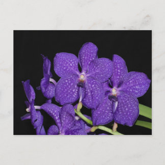 Carte Postale Orchidée violette de vanda
