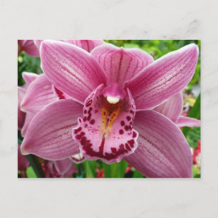 Carte Postale Orchidée violette Élégante Florale