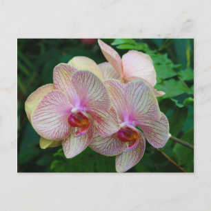 Carte Postale Orchidées