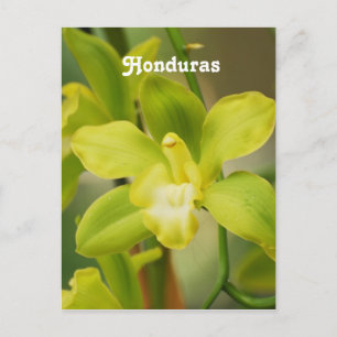 Carte Postale Orchidées