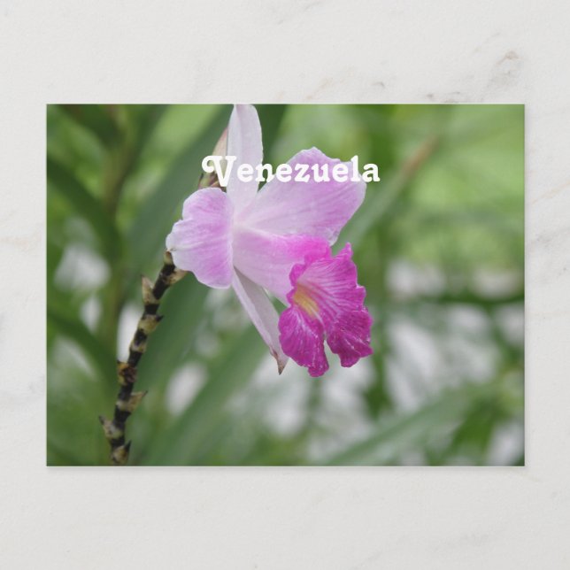 Carte Postale Orchidées (Devant)