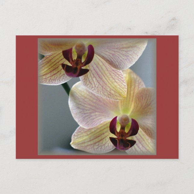 Carte Postale Orchidées (Devant)